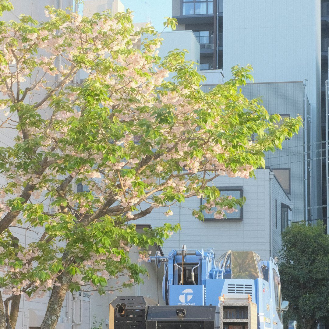 trees being planted in city